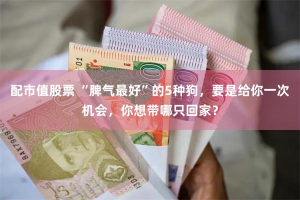 配市值股票 “脾气最好”的5种狗，要是给你一次机会，你想带哪只回家？